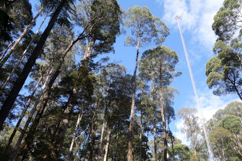 In heatwave conditions, Tasmania’s tall eucalypt forests no longer absorb carbon