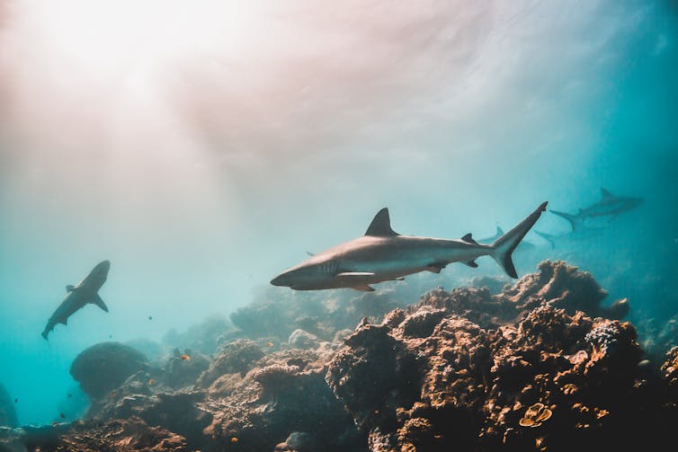 sharks swim on reef