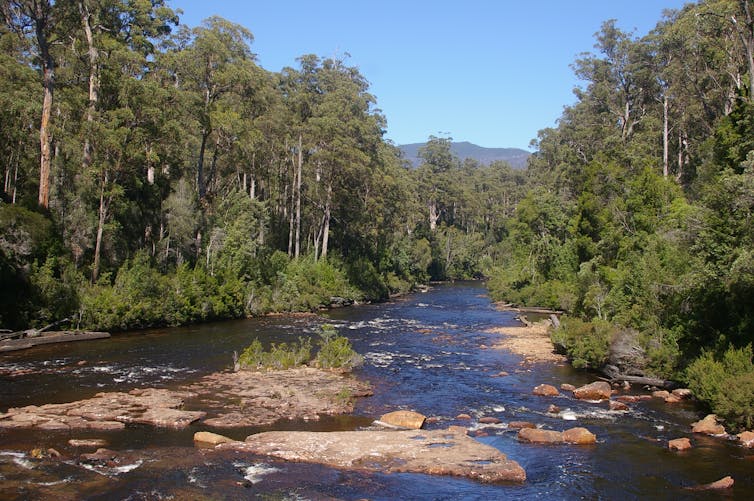 River and forest in Tasmania