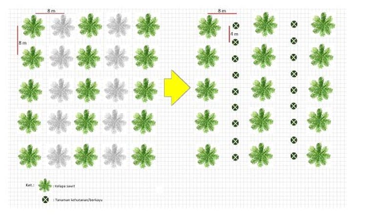 Sistem agroforestri sawit campur dengan pola alternate rows