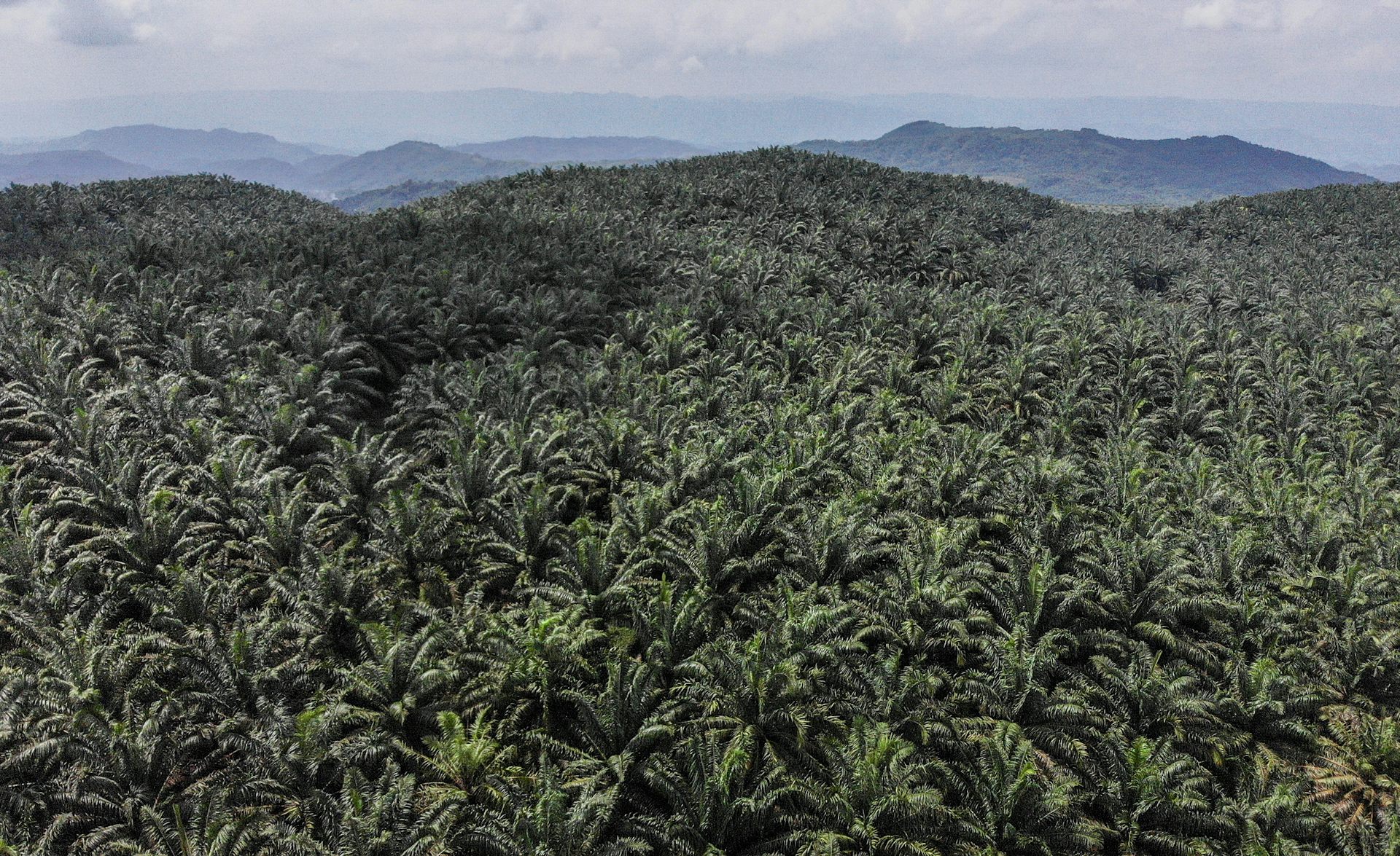 Kerusakan Hutan Akibat Sawit Bisa Dipulihkan Melalui Praktik “jangka ...