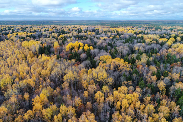 The Berezinsky Reserve in Belarus.