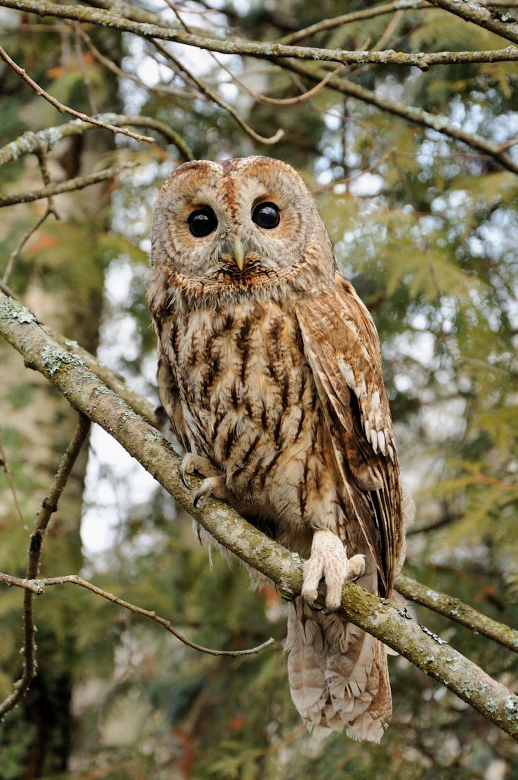 A tawny owl in the Norther Vosges reserve