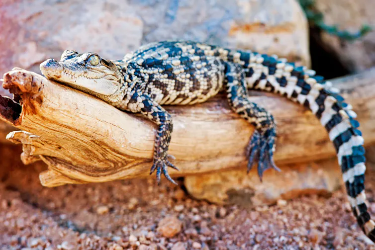 a baby siamese crocodile suns itself on a log