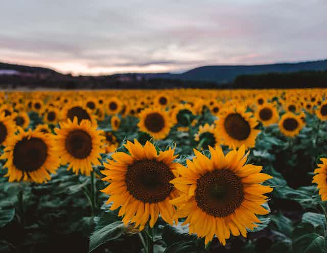 a field of sunflowers at dusk