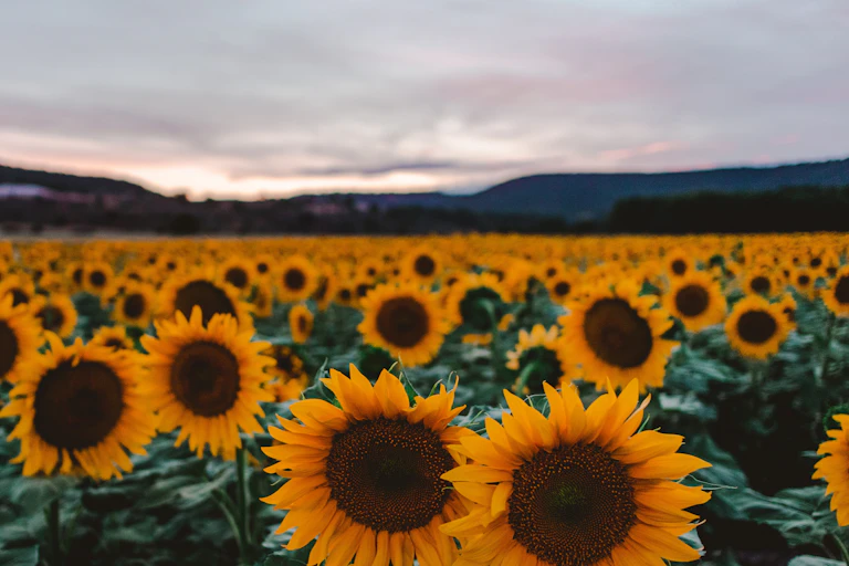 a field of sunflowers at dusk