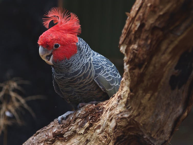 Gang-gang Cockatoo