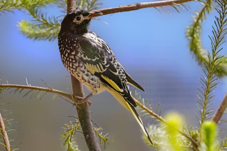 Regent Honeyeater perched on a branch