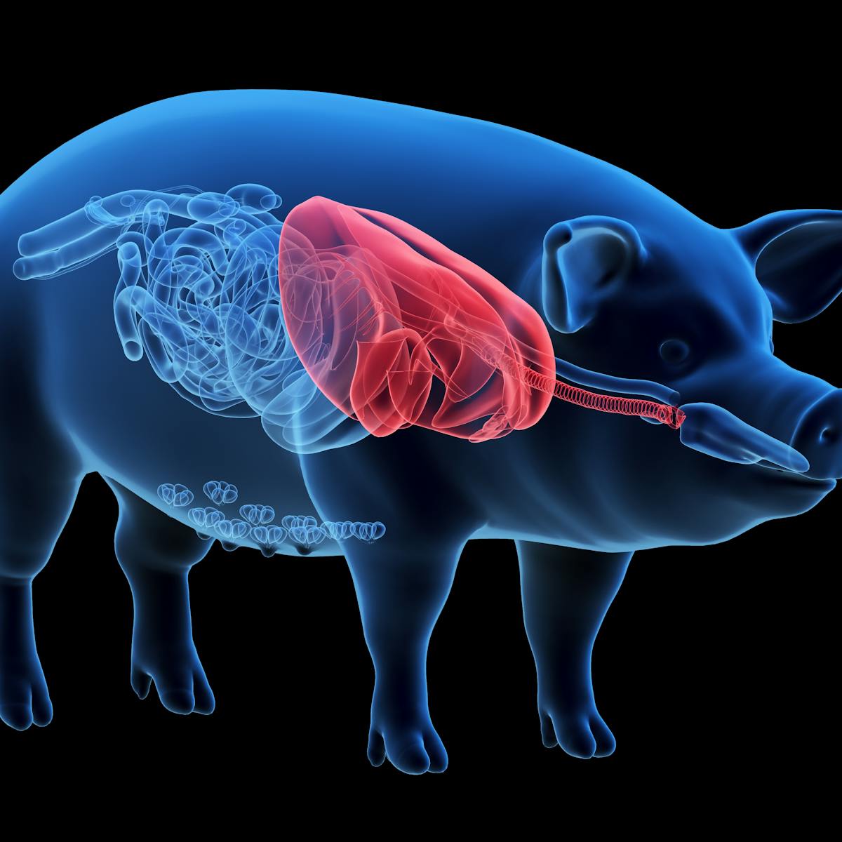 Organ transplants from pigs: Medical miracle or pandemic in the making?
