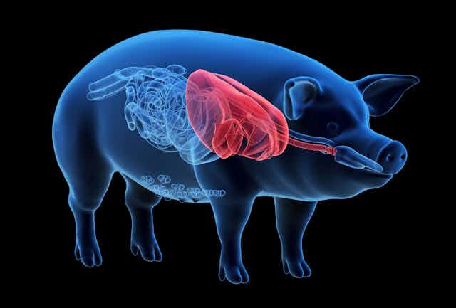 Illustration of a pig showing internal organs with lungs highlighted