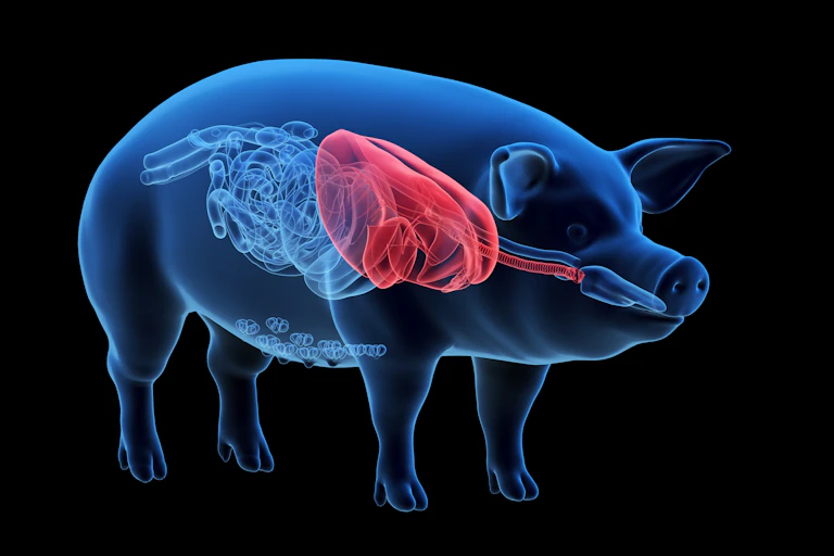 Illustration of a pig showing internal organs with lungs highlighted