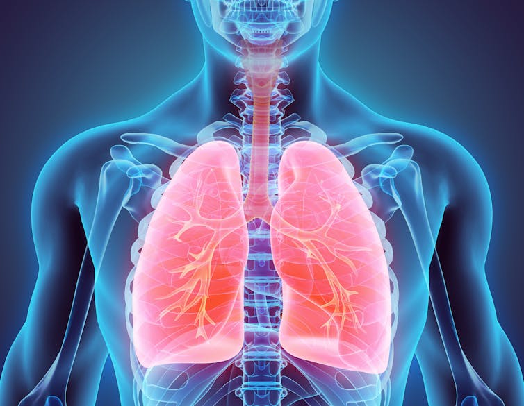 Illustration in blue tones of a human torso with respiratory tract and lungs in red