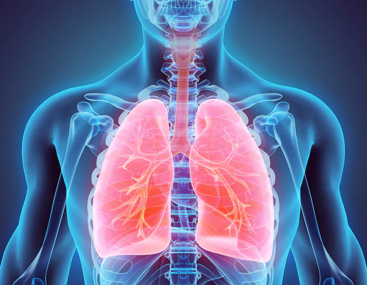 Illustration in blue tones of a human torso with respiratory tract and lungs in red