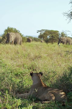 Lioness watching feeding elephants