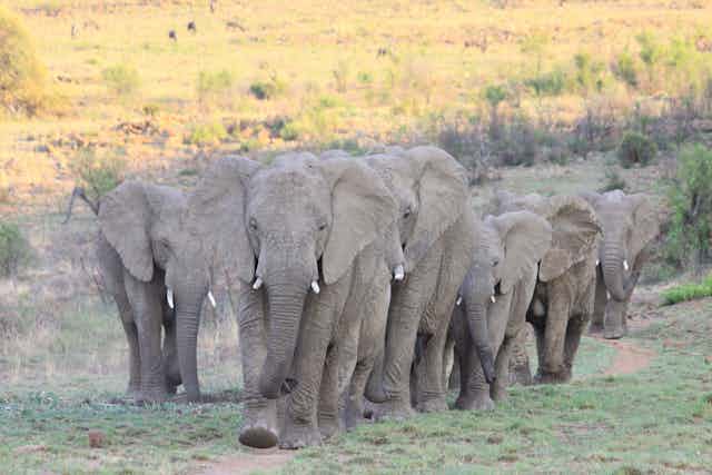 Family of six elephants walking through savanna 