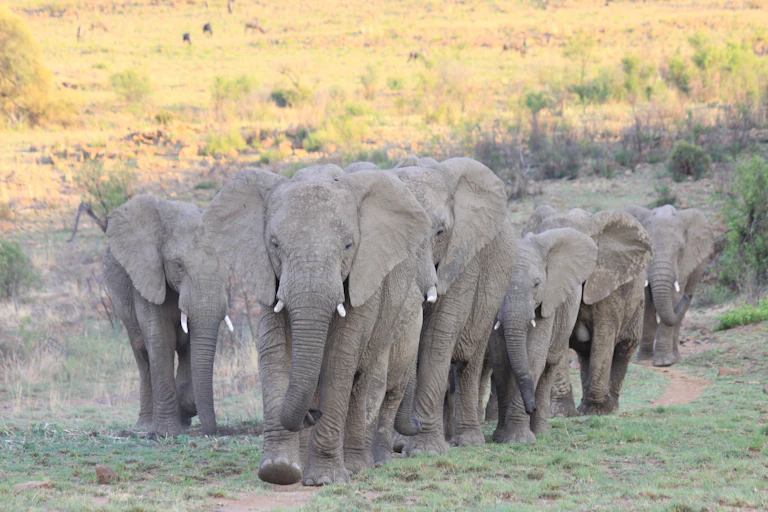 Family of six elephants walking through savanna