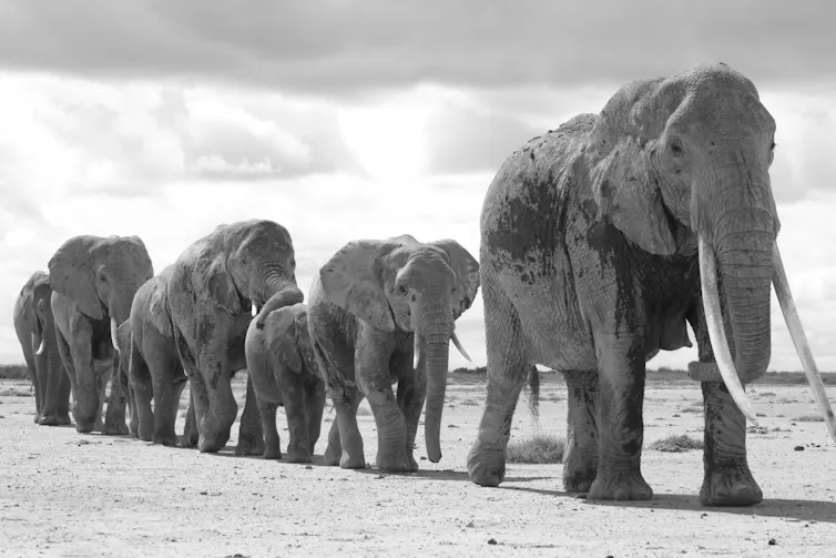 Old experienced matriarch leads elephant group in Africa