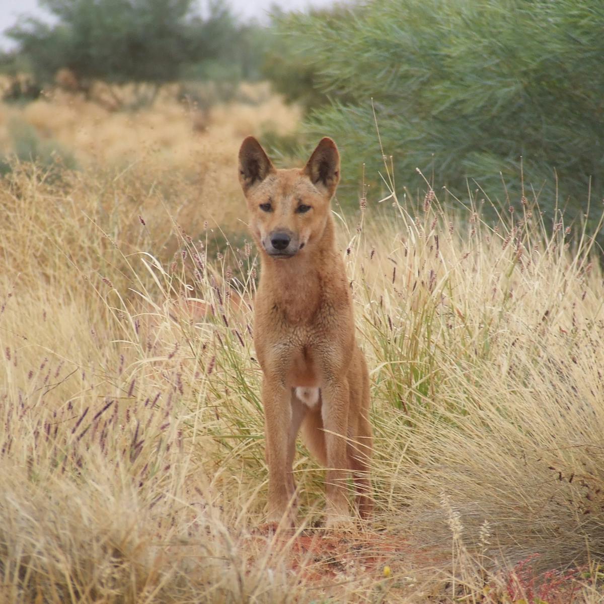 Australia should enlist dingoes to control invasive species Australia should enlist dingoes to control invasive species