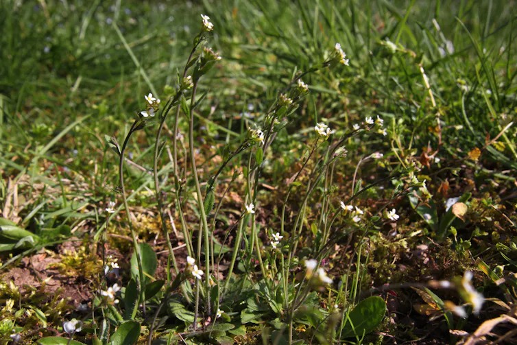 a small white flower in a meadow