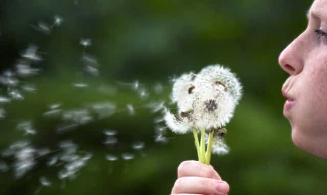 Person blowing into dandelion seeds