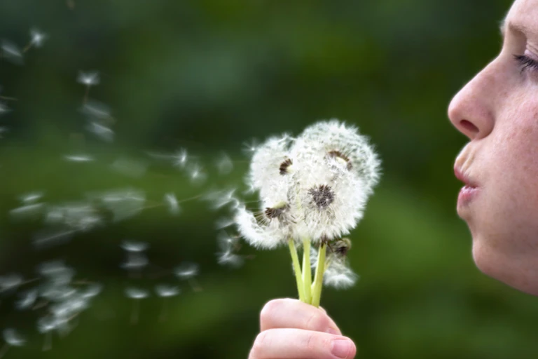 Person blowing into dandelion seeds