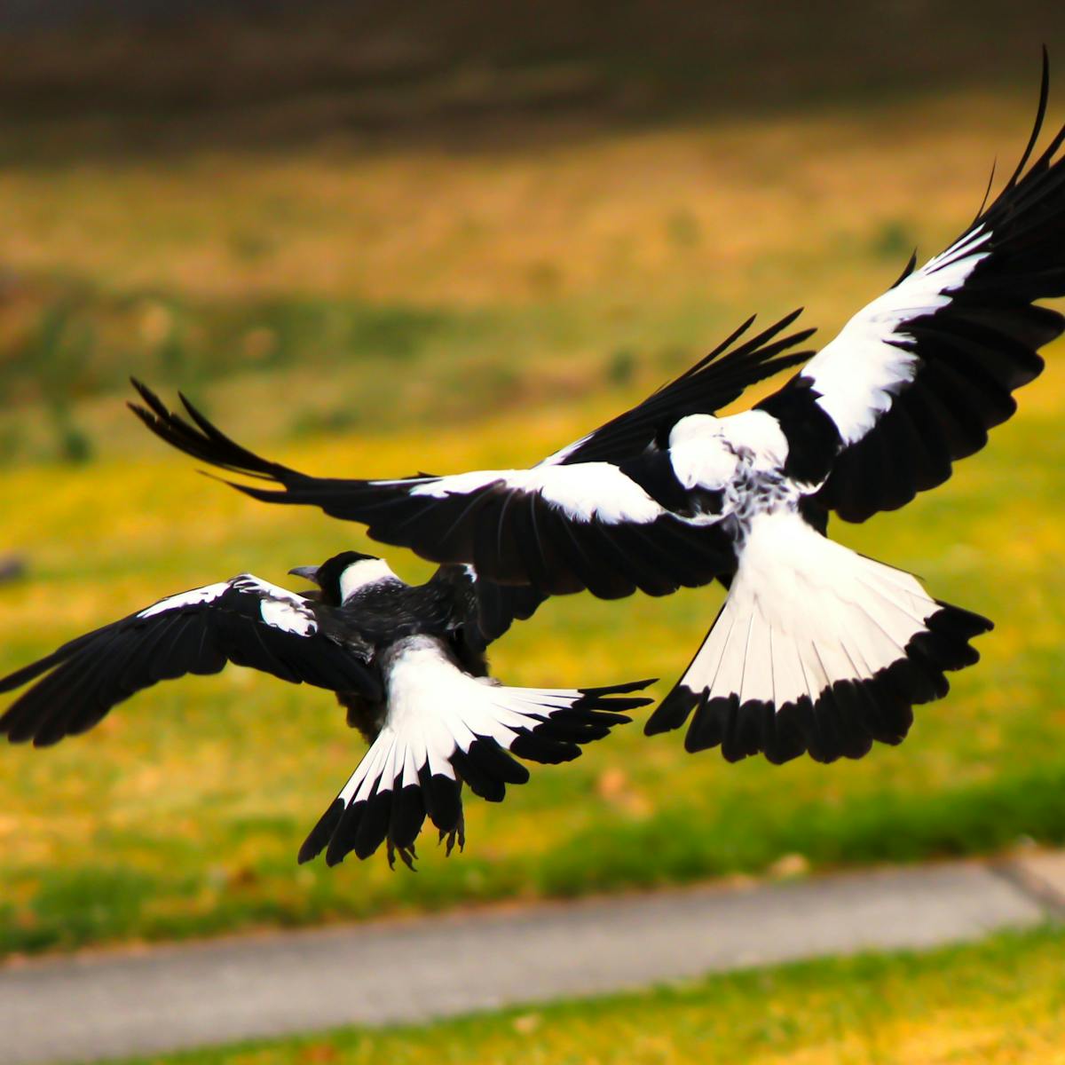 housing Preach chef Altruism in birds? Magpies have outwitted scientists by helping each other  remove tracking devices