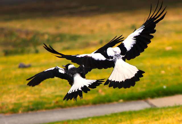 Two magpies flying, wings outstretched