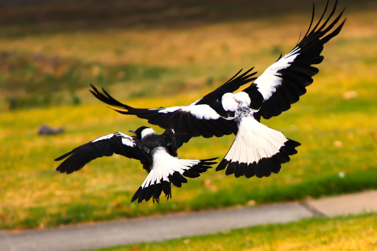 Two magpies flying, wings outstretched