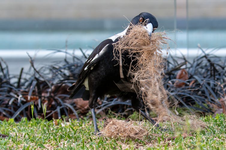 Magpie with straw in its beak