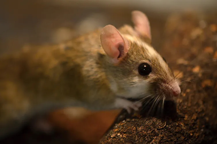 Close-up of multimammate rat's head and upper body.