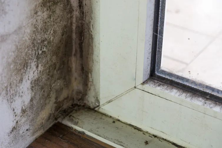 Mouldy wall