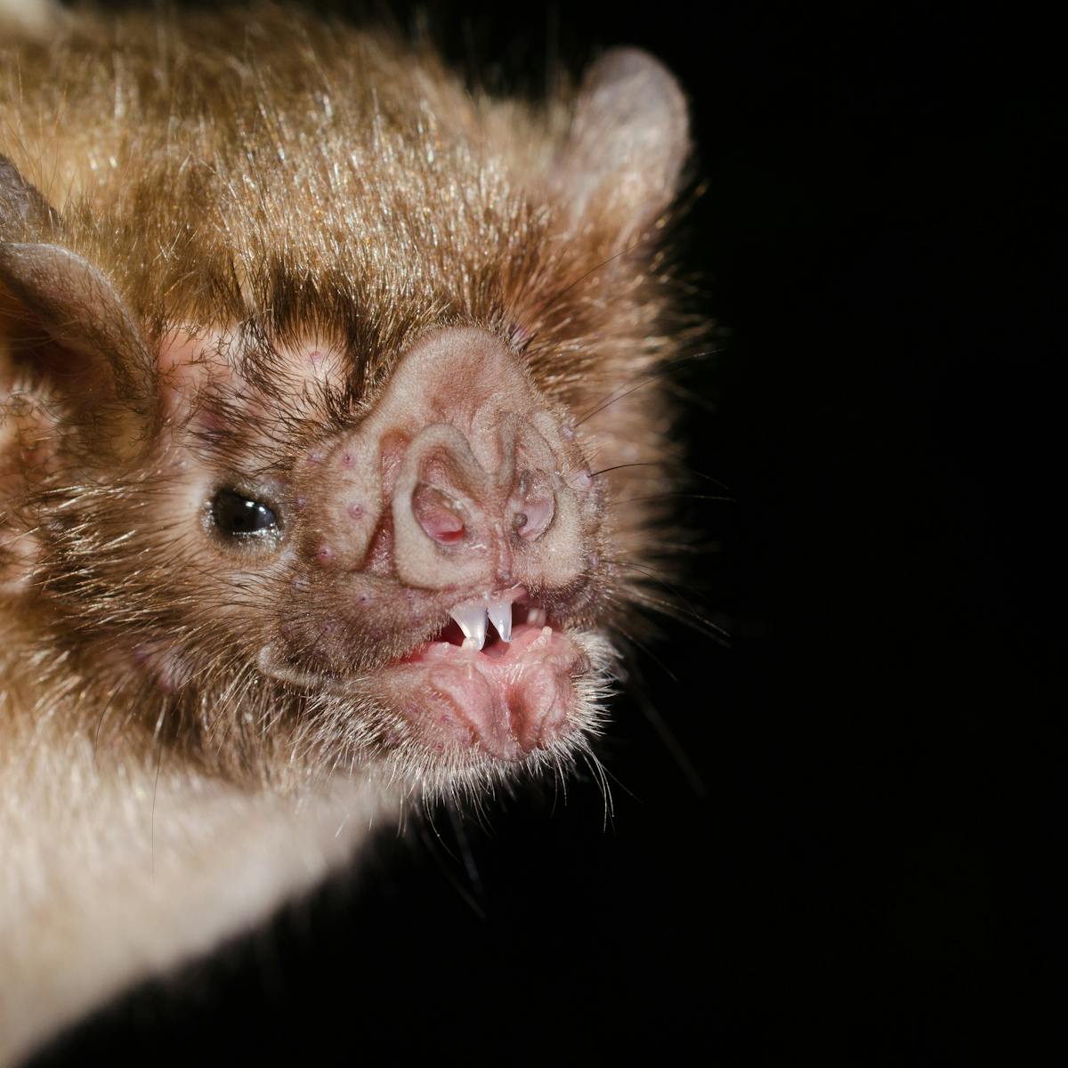 Vampire bats aren't the monsters we thought they were