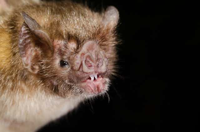 A close-up image of a vampire bat's face with small, sharp teeth, leaf-shaped nose and large ears.