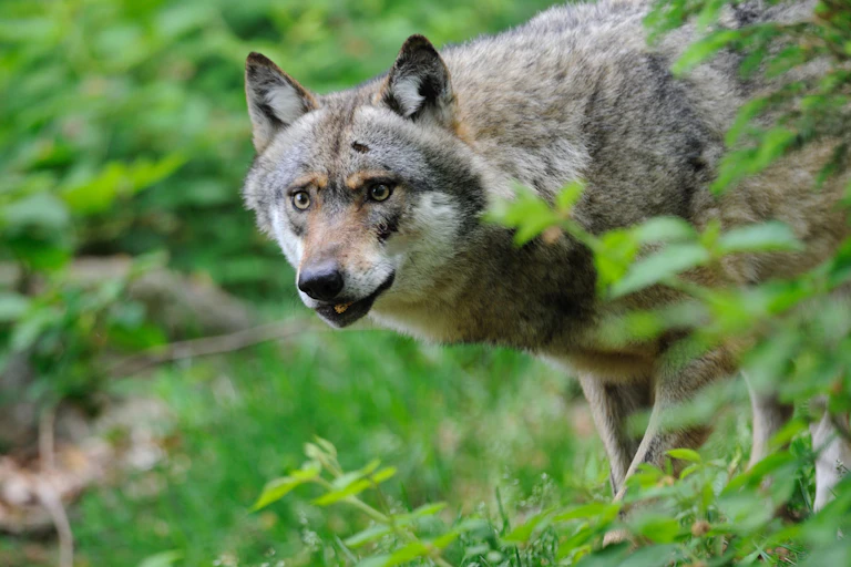 A wolf peers out from behind a bush.