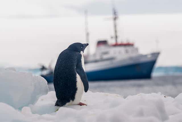 A penguin on ice with ship in background