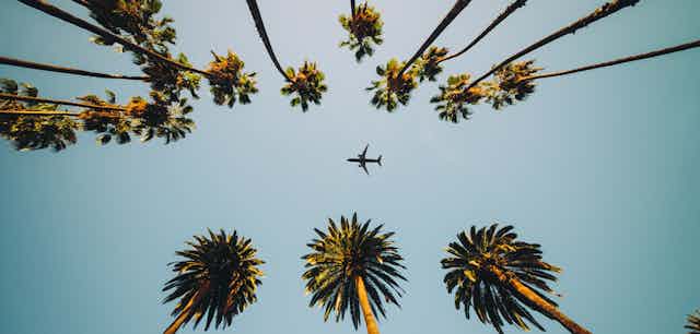 Plane flying above palm trees