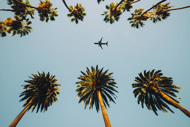 Plane flying above palm trees
