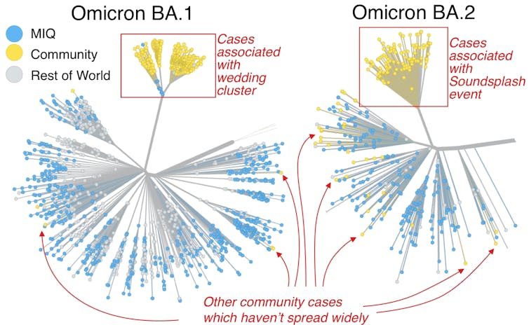 This tree of genomic sequences shows the relationships between Omicron cases in the community.