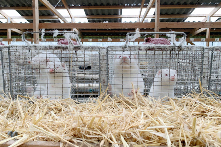 Caged mink