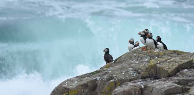 puffins on rocks with rough sea in background