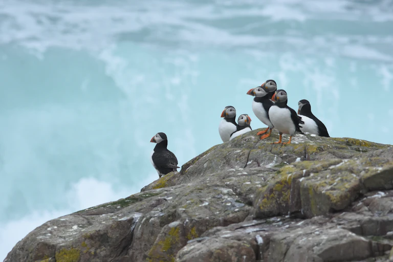 puffins on rocks with rough sea in background