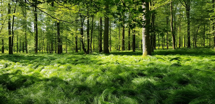 A forest carpeted with tall grass.
