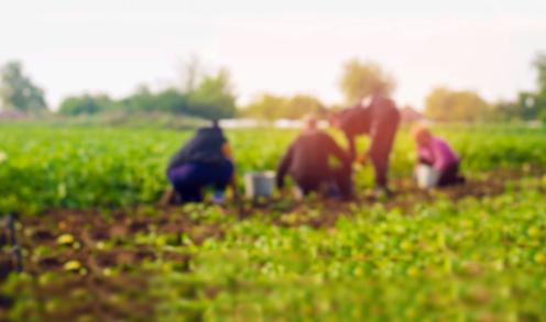 Australia is creating an underclass of exploited farm workers, unable to speak up