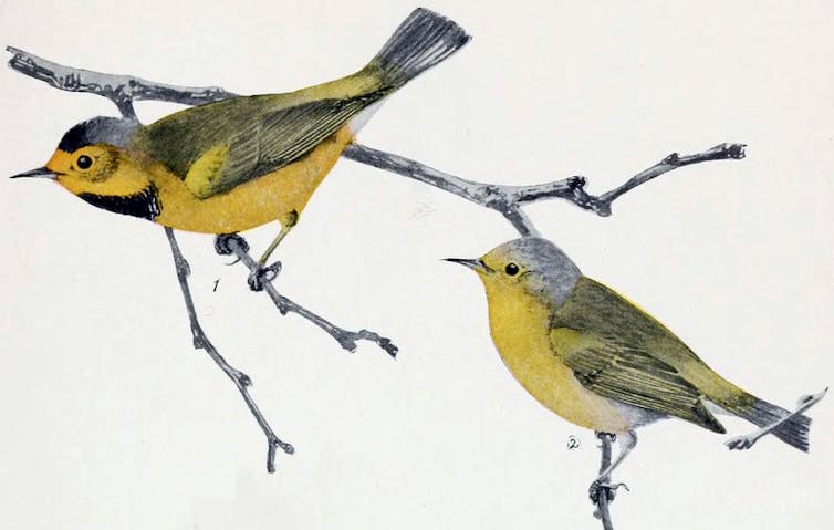 Dviejų mažų paukščių giesmininkų brėžinys geltonomis krūtimis ir tamsiomis nugaromis bei sparnais, tupinčiais ant plikų šakelių.