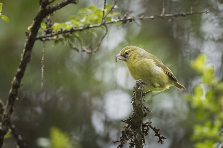 Yellow and olive-green songbird with a sharply hooked beak on a forest branch.