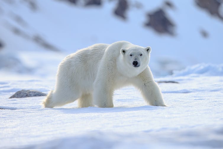 A polar bear