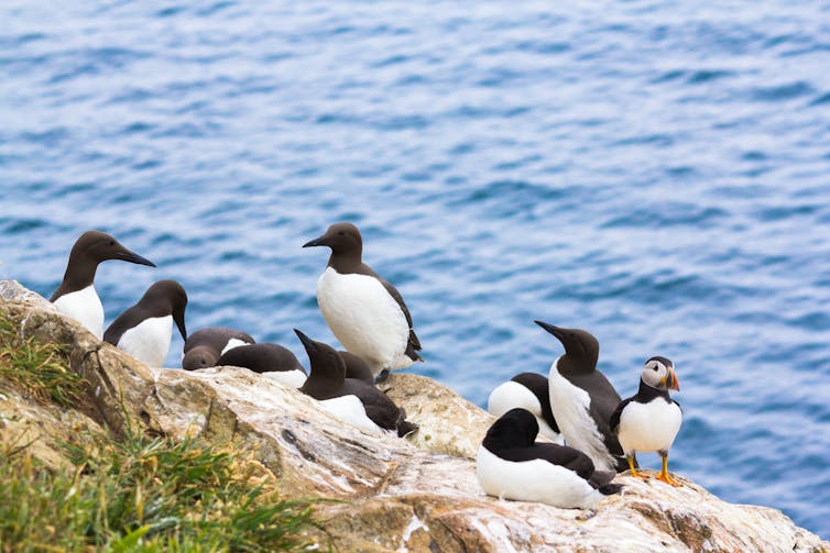 Black and white birds on a sea cliff