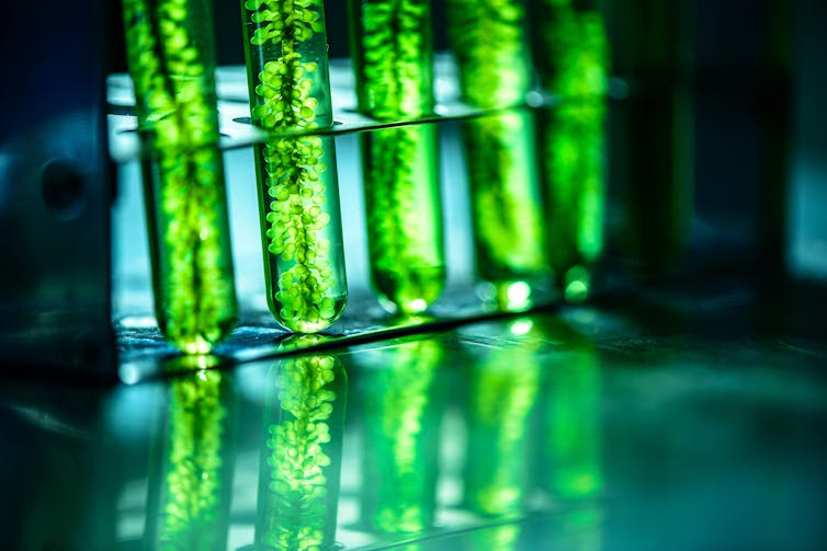 Biofuel: how new microalgae technologies can hasten the end of our reliance on oil Biofuel: how new microalgae technologies can hasten the end of our reliance on oil