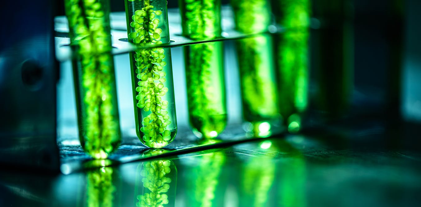 Biofuel: how new microalgae technologies can hasten the end of our ...