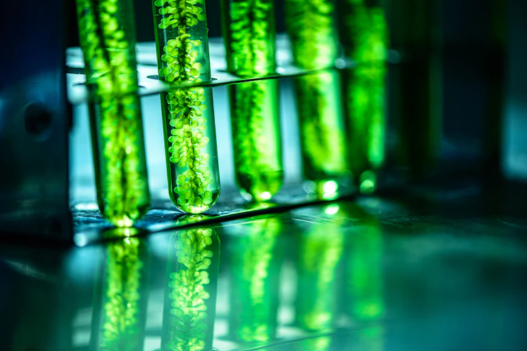 A row of test tubes showing bright green microalgae